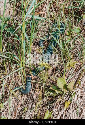 Carpathian viper hunts in disguise in the green grass. A poisonous black snake hides in the steppes of Ukraine 2021. Stock Photo