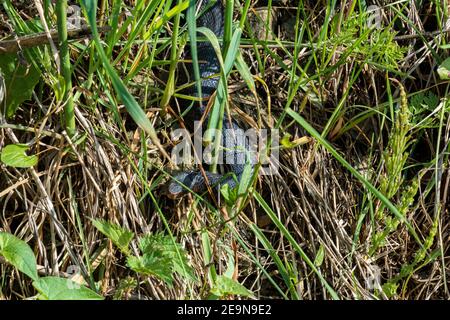 Carpathian viper hunts in disguise in the green grass. A poisonous black snake hides in the steppes of Ukraine 2021. Stock Photo