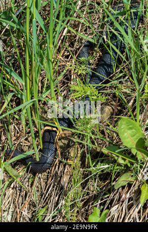 Carpathian viper hunts in disguise in the green grass. A poisonous black snake hides in the steppes of Ukraine 2021. Stock Photo