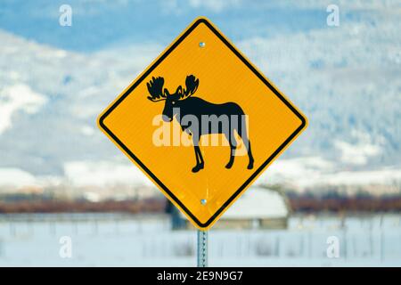 Moose Crossing Sign in Teton Valley Idaho Stock Photo