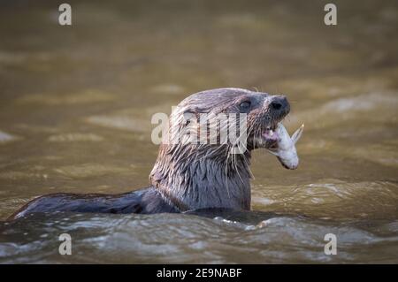 A Neotropical otter devouring a fish he just caught in the dark waters of Brazil's Pantanal, in Mato Grosso do Sul State.
