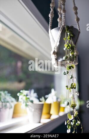 Ceropegia woodii in a hanging planter next to a window. Stock Photo