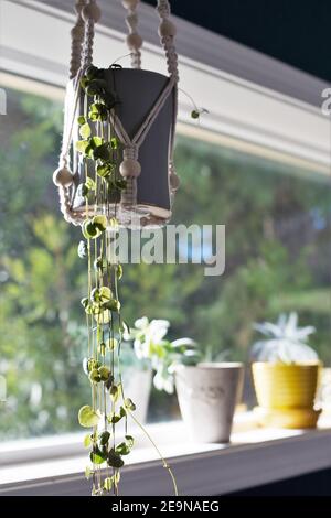 Ceropegia woodii in a hanging planter next to a window. Stock Photo