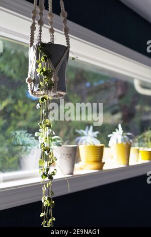 Ceropegia woodii in a hanging planter next to a window. Stock Photo