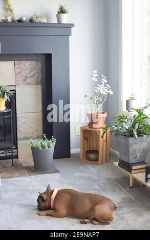 A dog sleeping on the floor of a room filled with houseplants. Stock Photo