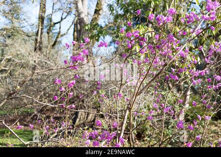 Rhododendron mucronulatum - Korean rhododendron. Stock Photo