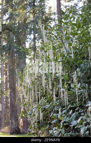 Garrya elliptica - the coast silk tassel. Stock Photo