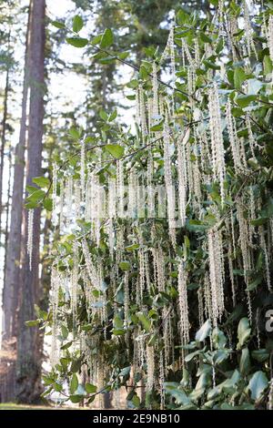 Garrya elliptica - the coast silk tassel. Stock Photo