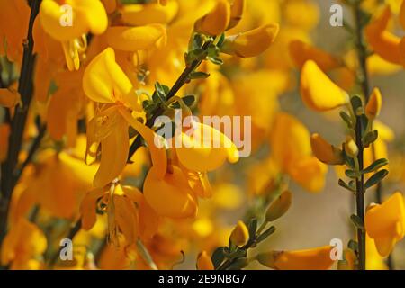 The golden yellow flowers of a broom bush. The Cytisus scoparius or common broom blooms in the spring Stock Photo