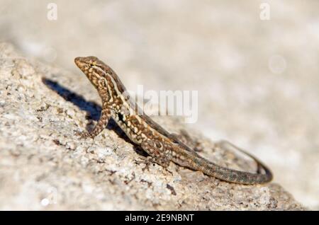 Common Side-blotched Lizard (Uta stansburiana) Stock Photo