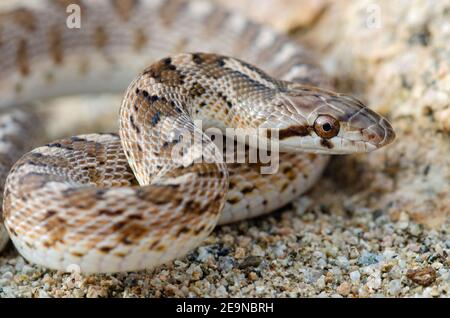 Arizona Glossy Snake, Arizona elegans, Tucson Arizona United States 15 ...