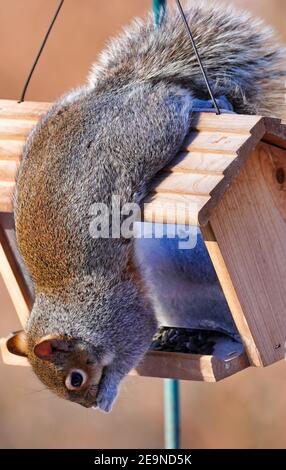 Squirrel hangs upside down after raiding the bird feeder Stock Photo