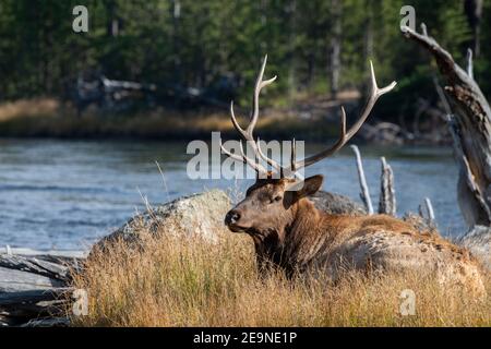 North America, Wyoming, Yellowstone National Park, Madison, Madison River. Male North American elk (WILD: Cervus elaphus) Stock Photo