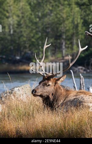 North America, Wyoming, Yellowstone National Park, Madison, Madison River. Male North American elk (WILD: Cervus elaphus) Stock Photo