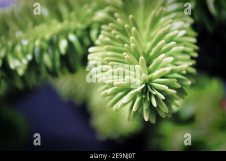 Closeup of the needle tips on a fir tree. Stock Photo