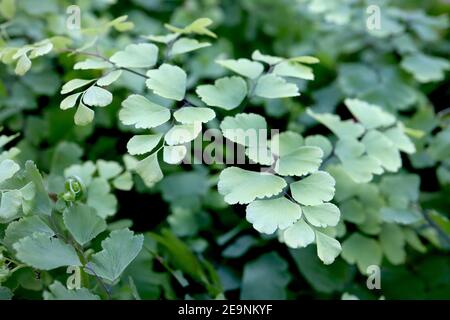 Adiantum raddianum Delta maidenhair fern – floating fan-shaped leaves on wiry black stems,  February, England, UK Stock Photo