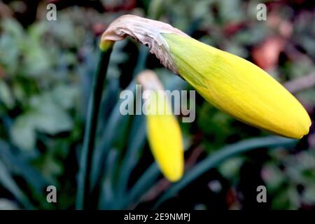 Narcissus ‘February Gold’ / Daffodil February Gold Division 6 Cyclamineus Daffodils Budding yellow daffodils,  February, England, UK Stock Photo