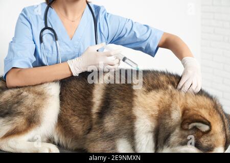 Veterinarian in blue suit vaccinating husky dog on white background. Concept of dog treatment. Stock Photo