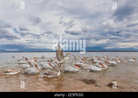 Pelicans (Pelecanus crispus) in Kerkini Lake in northern Greece Stock Photo