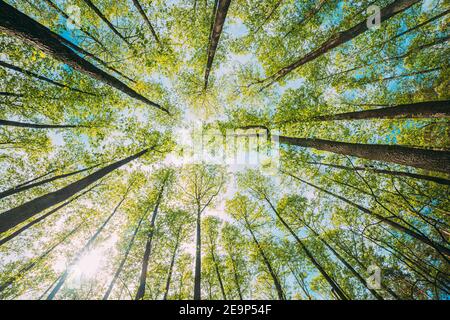 Looking Up In Beautiful Pine Deciduous Forest Trees Woods Canopy. Bottom View Wide Angle Background. Greenwood Forest. Trunks And Branches With Fresh Stock Photo