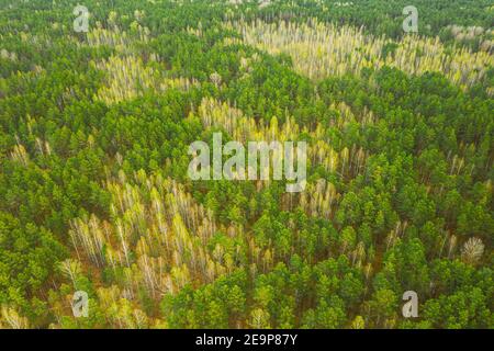 Spring Season. Aerial View Of Deciduous Trees Without Foliage Leaves And Green Pine Forest In Landscape In Early Spring. Top View From Attitude Stock Photo
