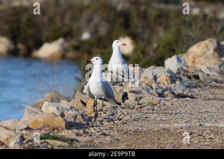Pair of rare gulls (Audouin's, Ichthyaetus audouinii), one in sharp focus, the other blurred, standing on the edge of salt pans. Ebro Delta, Spain. Stock Photo