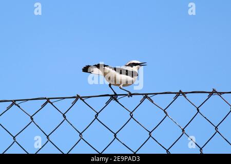 Striking migratory bird with attitude (Northern Wheatear, Oenanthe), perched & against a clear blue sky in the Sierra de Gredos area of central Spain. Stock Photo
