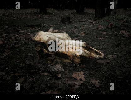 A skull of a dead cow killed in the forest lying on the ground in leaves.. Concept for your design in the style of horror of death, transience of life Stock Photo