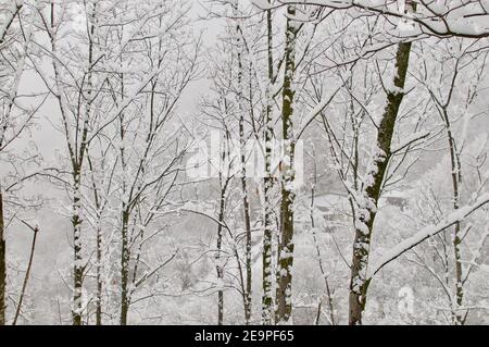 Close up on snowy trees branches covered with snow in a forest in Ti Stock Photo