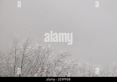 Close up on snowy trees branches covered with a foggy background in a forest in Ti Stock Photo