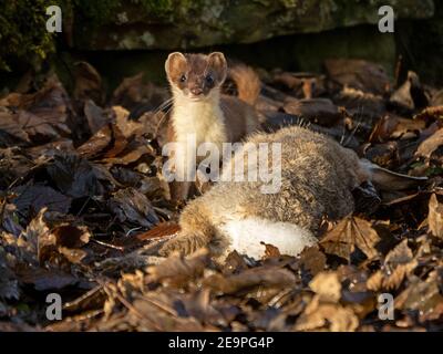 Fierce little hunter - bright-eyed & lithe Stoat (Mustela erminea) dwarfed by large rabbit kill in mossy undergrowth in rural Cumbria, England, UK Stock Photo