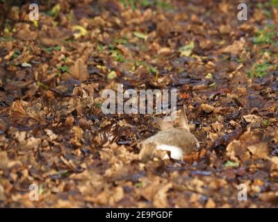 Spot the stoat - eyes & ears of Stoat (Mustela erminea) hiding in Autumn leaves barely visible as it watches rabbit kill in rural Cumbria, England, UK Stock Photo