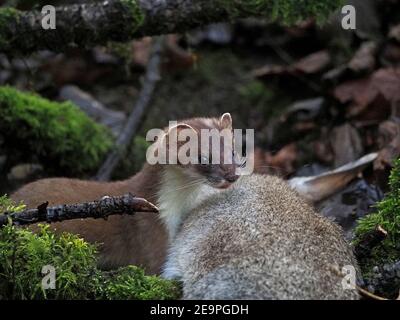 Fierce little hunter - bright-eyed & lithe Stoat (Mustela erminea) dwarfed by large rabbit kill in mossy undergrowth in rural Cumbria, England, UK Stock Photo