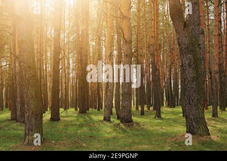 Thick spring forest with pine trees with back warm sun light. Clean environment outside Stock Photo