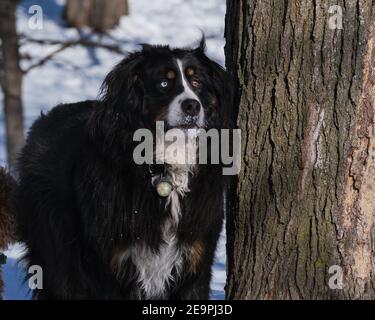 Bernese Mountain Dog with mismatched eyes enjoying winter Stock Photo
