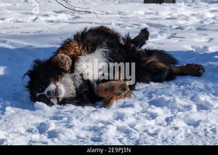 Bernese Mountain Dog enjoying winter snow by rolling on the snowy ground Stock Photo