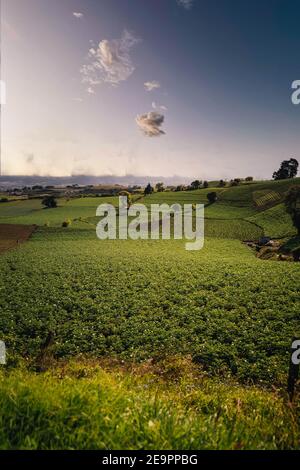 Green Farm in a valley with a nice big cloud in the sky Stock Photo