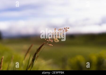 Dry spike in sunset with unfocused background Stock Photo