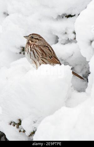 Song sparrow snow Melospiza melodia perched during a snowstorm - new world sparrow in snow storm - Passerellidae Stock Photo