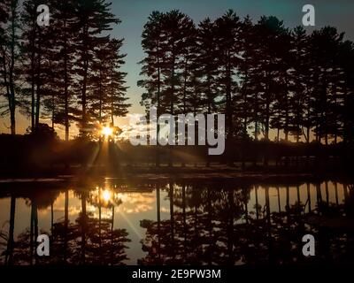 Summer Setting Sunset Behind Tall Pine Trees With Pond In Foreground Stock Photo