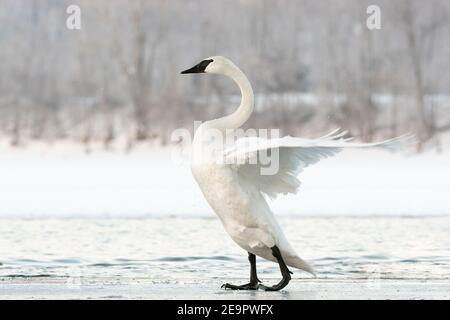 Trumpeter swan flapping wings (Cygnus buccinator), Winter, Mississippi River, MN, USA, by Dominique Braud/Dembinsky Photo Assoc Stock Photo