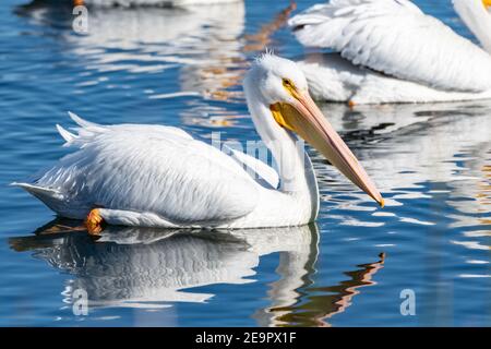 Sunny winter day in Ventura as the White Pelicans swim in blue lagoon water with bill reflected on surface of water. Stock Photo