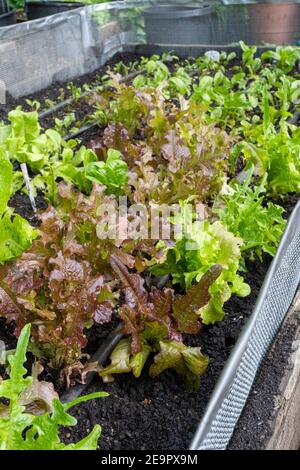 Issaquah, Washington, USA.  Oakleaf Lettuce plants growing in front and beets in the rear, inside a short wire fence in a raised bed garden to minimiz Stock Photo