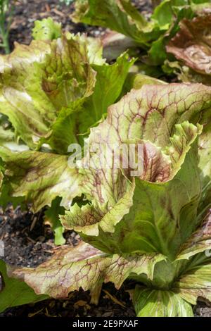 Issaquah, Washington, USA.  Radicchio or Red Chicory plants Stock Photo