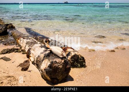 Red Sea desert landscape coast Ras Muhammad National Park. Sinai Peninsula. Famous travel destionation in desert Egypt. Stock Photo