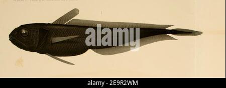Melanonus gracilis 1 Stock Photo - Alamy