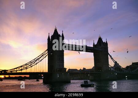 London, England, UK. Tower Bridge in silhouette as the sun rises above the horizon while gulls actively flock above and around the famous landmark Stock Photo