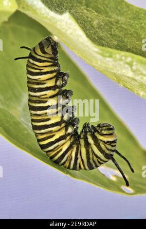 Large, colorful monarch catepillar getting ready to become a chrysalis. Stock Photo