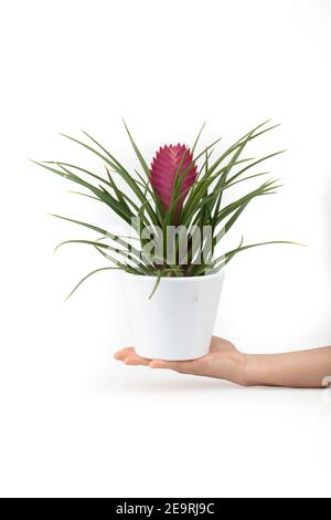 tillandsia cyanea, pink quill, air plant in a pot, isolated, white background Stock Photo