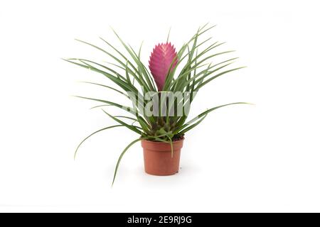 tillandsia cyanea, pink quill, air plant in a pot, isolated, white background Stock Photo